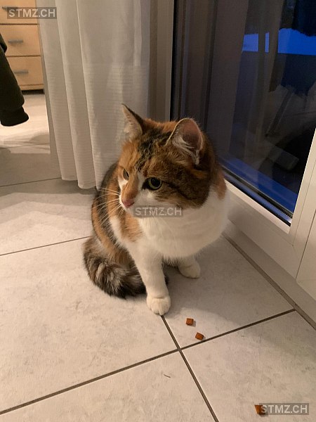Hailey — Hauskatze ♀, Smarrito dal 14.06.2022, Beringen (SH)