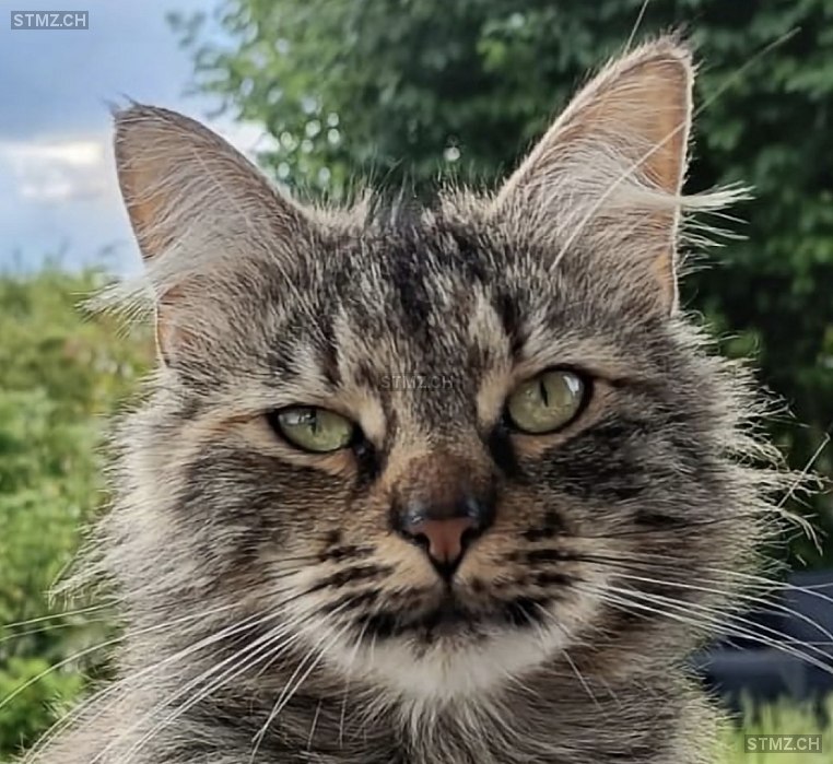 Nayla — Hauskatze ♀, Missing since 29.12.2025, Worben (BE)