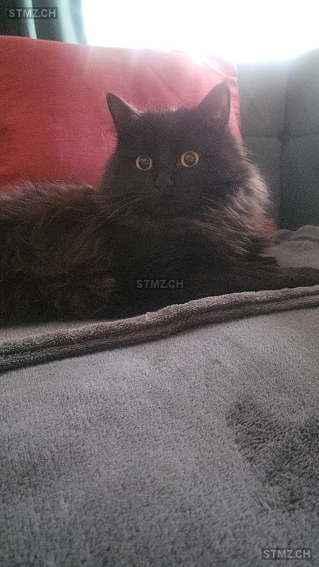 April — Hauskatze ♀, Missing since 13.04.2026, Stetten SH (SH)