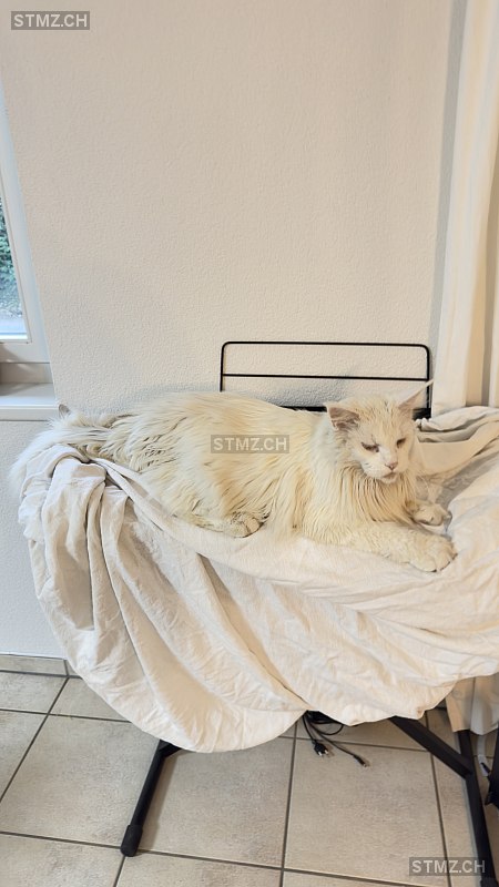 Goethe of Giant Kingdom — Maine Coon ♂, Missing since 10.04.2026, Flaach (ZH)