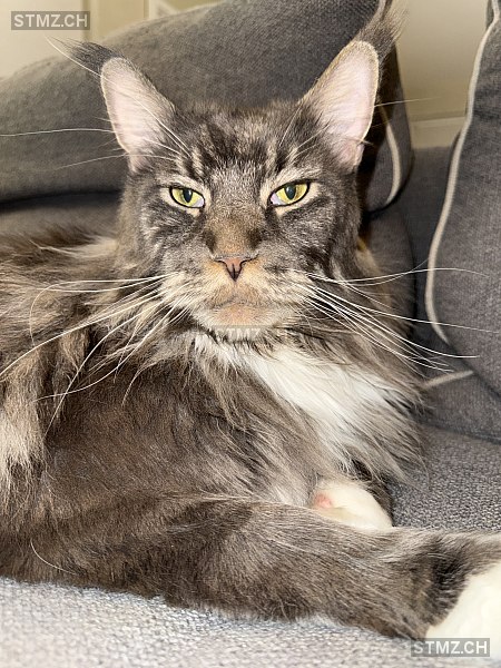Tokyo — Maine Coon ♂, Missing since 10.04.2026, Vessy (GE)