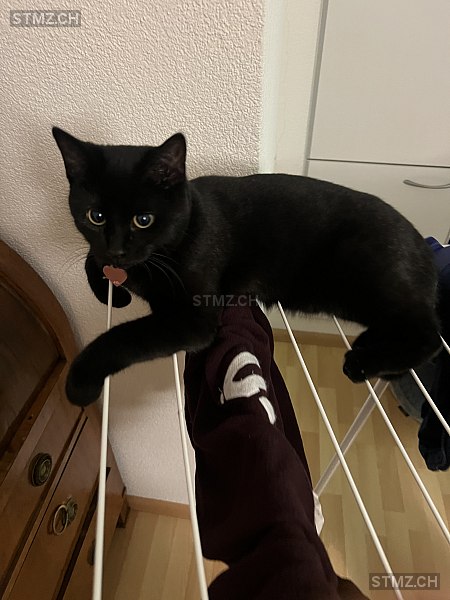 Akira — Hauskatze ♀, Missing since 12.04.2026, Basel (BS)