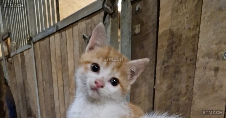Canelle — Hauskatze ♀, Missing since 07.04.2026, Montmollin (NE)
