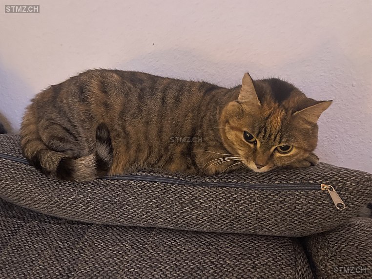 Gini — Hauskatze ♀, Missing since 10.04.2026, Winterthur (ZH)