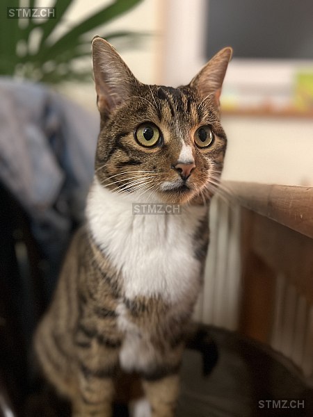 Tigi — Hauskatze ♂, Missing since 13.04.2026, Zürich (ZH)