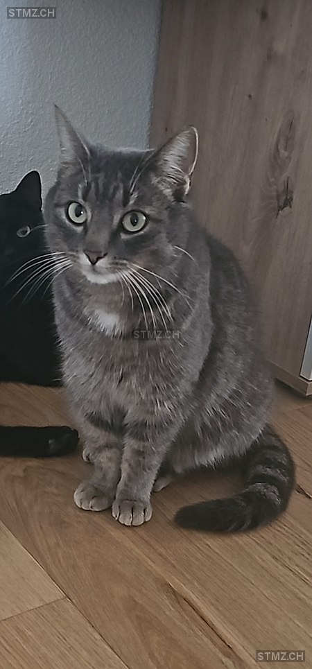Luna — Hauskatze ♀, Missing since 08.03.2026, Auw (AG)