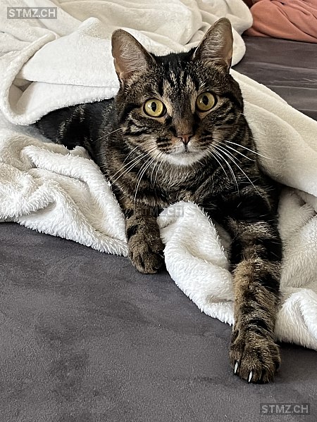 Judith Opalka — Hauskatze ♂, Missing since 10.04.2026, Bülach (ZH)