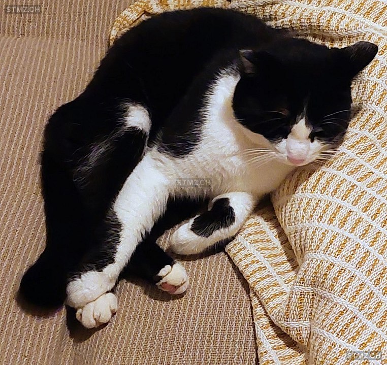 Felix — Hauskatze ♂, Missing since 31.03.2026, Herisau (AR)
