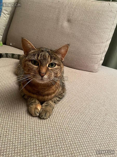 Lio — Hauskatze ♀, Missing since 12.04.2026, Biel-Benken BL (BL)