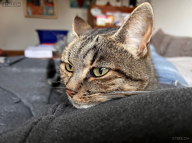 Büsu — Hauskatze ♀, Missing since 14.04.2026, Suhr (AG)