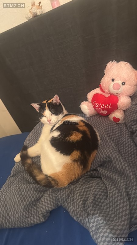Fiby — Katze ♀, Missing since 12.04.2026, Zürich (ZH)