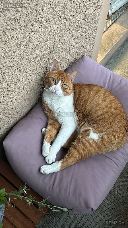 Mani — Hauskatze ♂, Missing since 13.04.2026, Bern (BE)