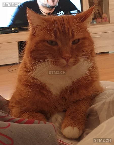 Neria — Hauskatze ♀, Missing since 08.04.2026, Hüntwangen (ZH)