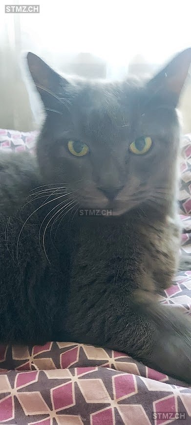 Dusty — Hauskatze ♂, Missing since 02.04.2026, Langenthal (BE)