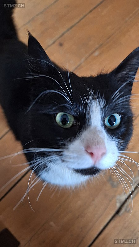 Freddy — Hauskatze ♂, Missing since 02.04.2026, St. Gallen (SG)