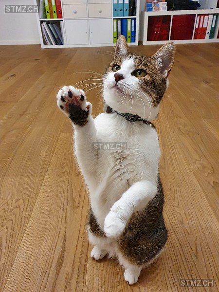 Yuna — Hauskatze ♀, Missing since 09.04.2026, Lengnau AG (AG)