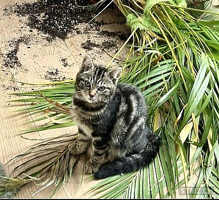 Waïra — Hauskatze ♀, Missing since 05.04.2026, Vétroz (VS)