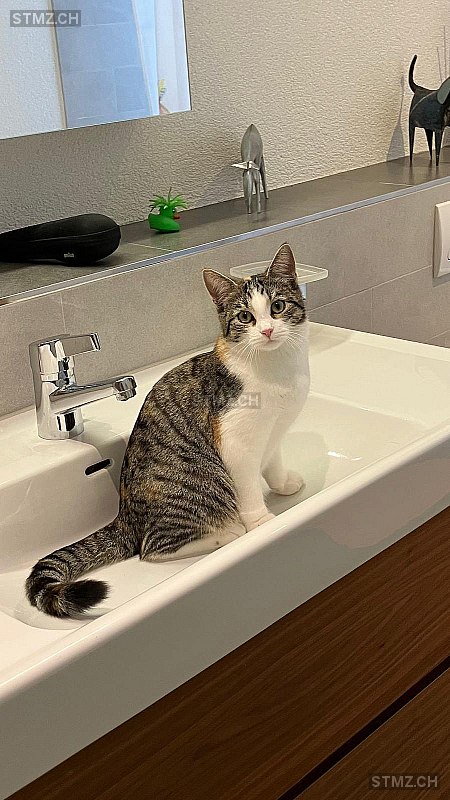 Dorsa — Hauskatze ♀, Missing since 13.04.2026, Speicher (AR)