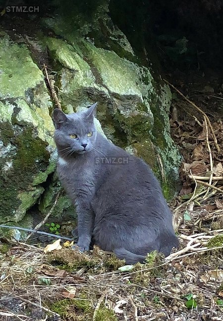 Grigina — Hauskatze ♀, Missing since 13.04.2026, Corzoneso (TI)