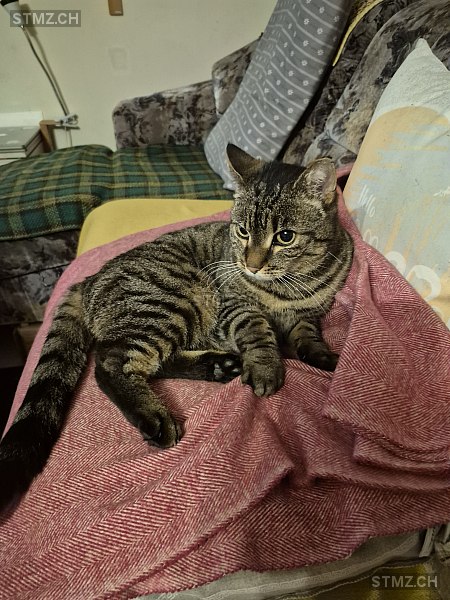 Ziro — Hauskatze ♂, Missing since 06.04.2026, Winterthur (ZH)