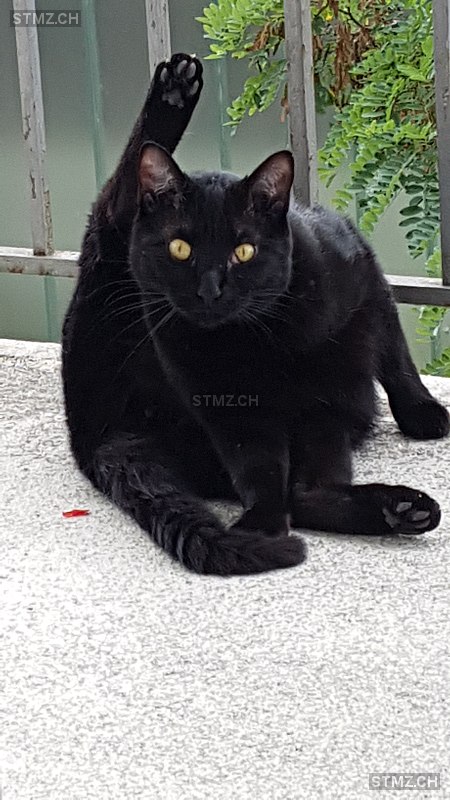 Angel — Hauskatze ♂, Missing since 11.04.2026, Biel/Bienne (BE)