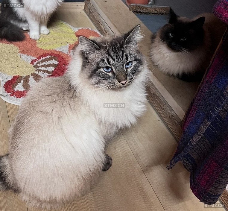 Harry und Rüdiger — Katze ♂, Missing since 11.04.2026, Utzenstorf (BE)