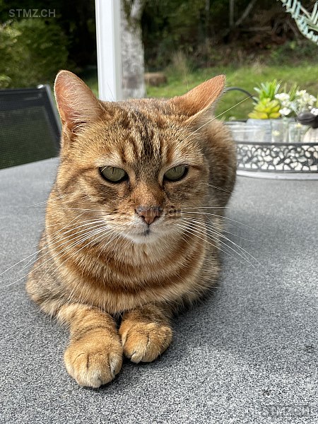 Ella — Bengalen ♀, Missing since 12.04.2026, Neuhausen am Rheinfall (SH)