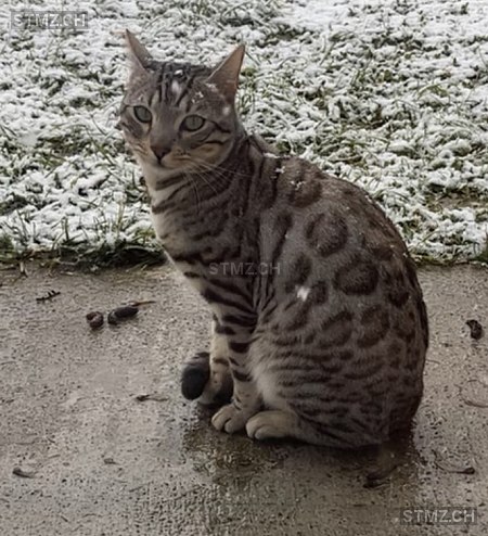 Vali — Katze ♂, Missing since 13.04.2026, Vésenaz (GE)