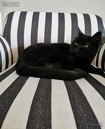 Jane / Büsi — Hauskatze ♀, Missing since 14.04.2026, Unterengstringen (ZH)