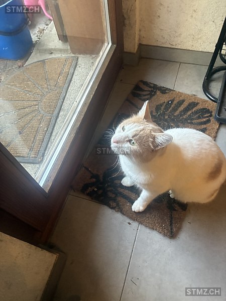 Crevette — Hauskatze ♂, Missing since 01.03.2026, Nuvilly (FR)