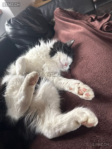 Pepino — Katze ♂, Missing since 09.04.2026, Fischbach-Göslikon (AG)