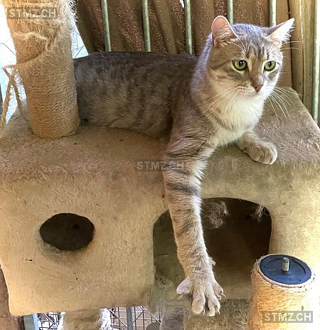 Baffo — Hauskatze ♂, Missing since 01.04.2026, Locarno (TI)