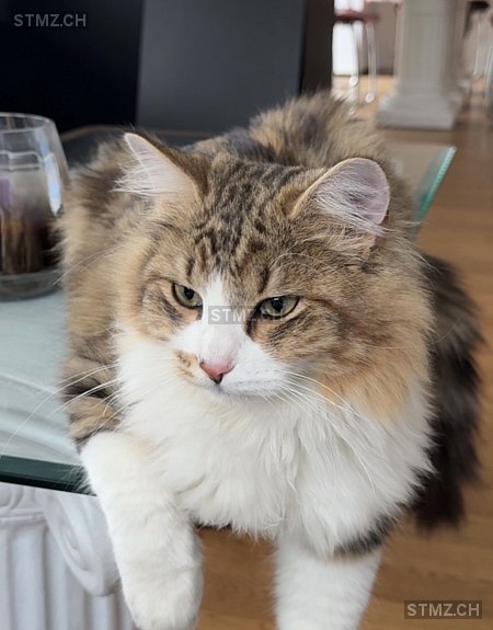Kiki — Norwegische Waldkatze ♂, Missing since 15.03.2026, Gisikon (LU)