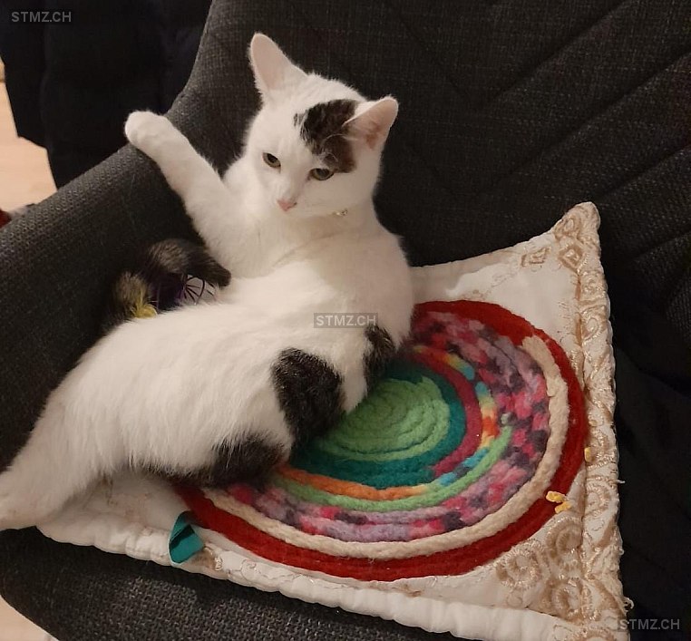 Jasmin — Hauskatze ♀, Missing since 13.04.2026, Oberkulm (AG)