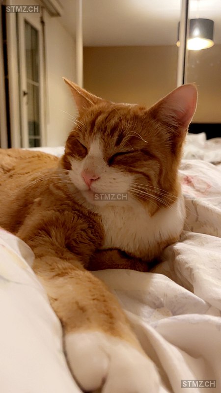 Simba — Hauskatze ♂, Missing since 16.10.2025, Rhäzüns (GR)