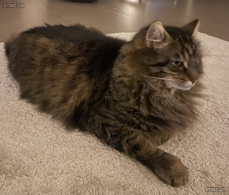 Cookie — Hauskatze ♂, Missing since 13.04.2026, Magden (AG)