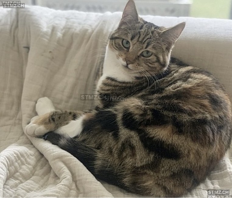 Zola — Hauskatze ♀, Missing since 02.04.2026, Oberwil BL (BL)