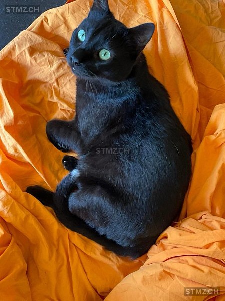 Shimo — Hauskatze ♂, Missing since 01.06.2025, Grandson (VD)