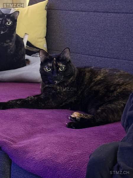 Cindy — Hauskatze ♀, Missing since 15.04.2026, Abtwil SG (SG)
