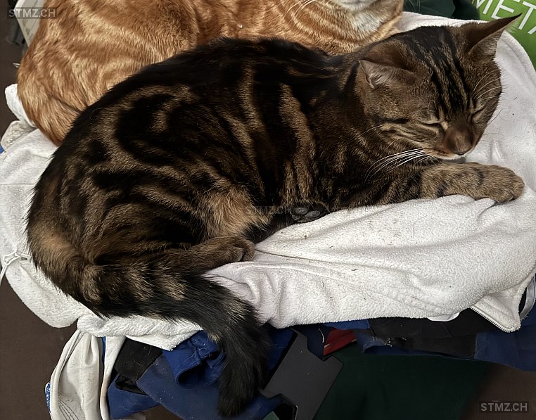 Bobby — Hauskatze ♂, Missing since 08.04.2026, Thalheim AG (AG)