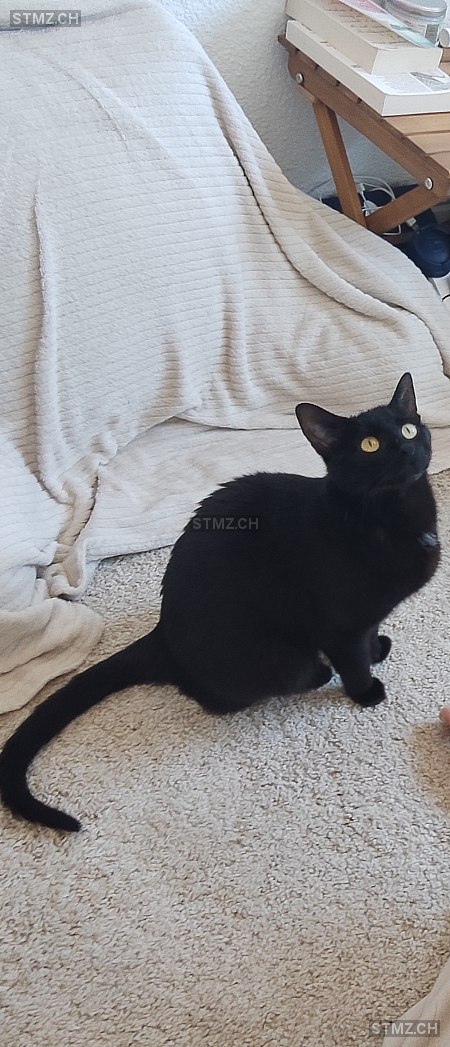 Luna — Hauskatze ♀, Missing since 06.04.2026, Pompaples (VD)