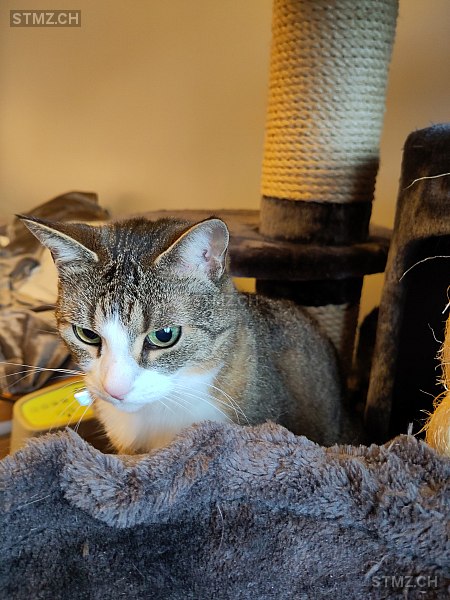 Scarlette — Hauskatze ♀, Missing since 06.04.2026, Luzern (LU)