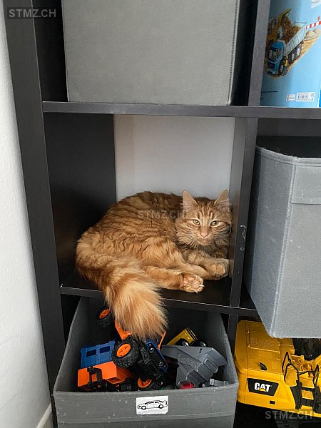 Lino — Hauskatze ♂, Missing since 22.03.2026, Ebmatingen (ZH)