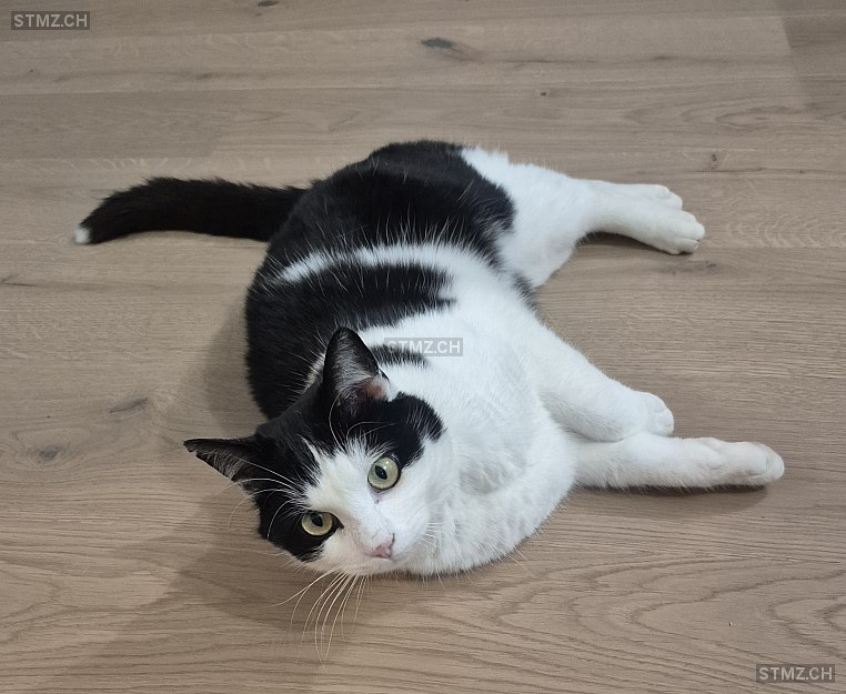 Sonic — Hauskatze ♂, Missing since 28.02.2026, Dompierre FR (FR)