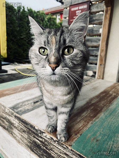 Meitä — Katze ♀, Missing since 10.04.2026, Brüttisellen (ZH)