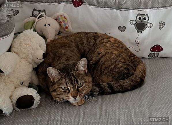 Michelle Lehmann — Hauskatze ♀, Missing since 07.04.2026, Düdingen (FR)