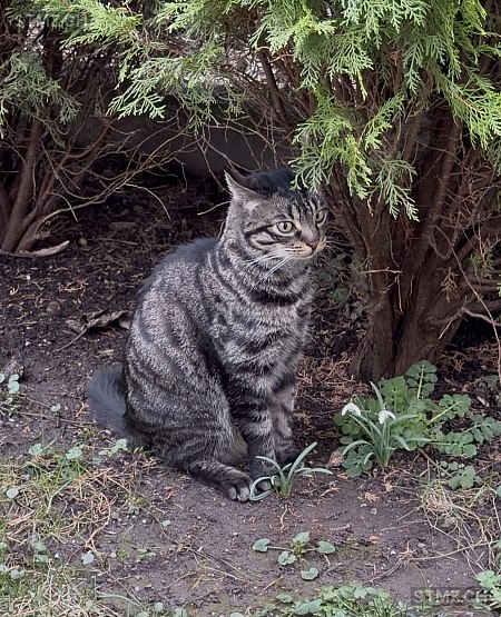 Mew — Hauskatze ♂, Missing since 05.04.2026, Neuhausen am Rheinfall (SH)