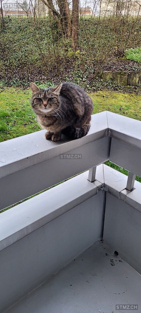 Sina — Katze ♀, Missing since 15.04.2026, Glattbrugg (ZH)