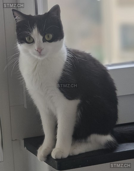 Lilu — Hauskatze ♀, Missing since 15.04.2026, Thun (BE)