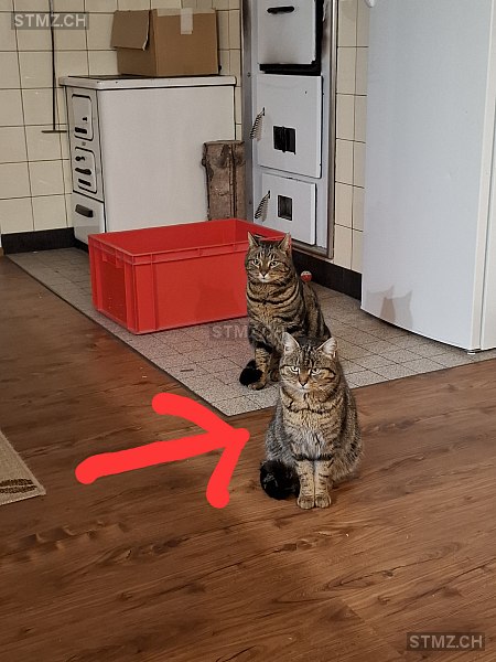 Filou — Hauskatze ♀, Missing since 14.04.2026, Herisau (AR)